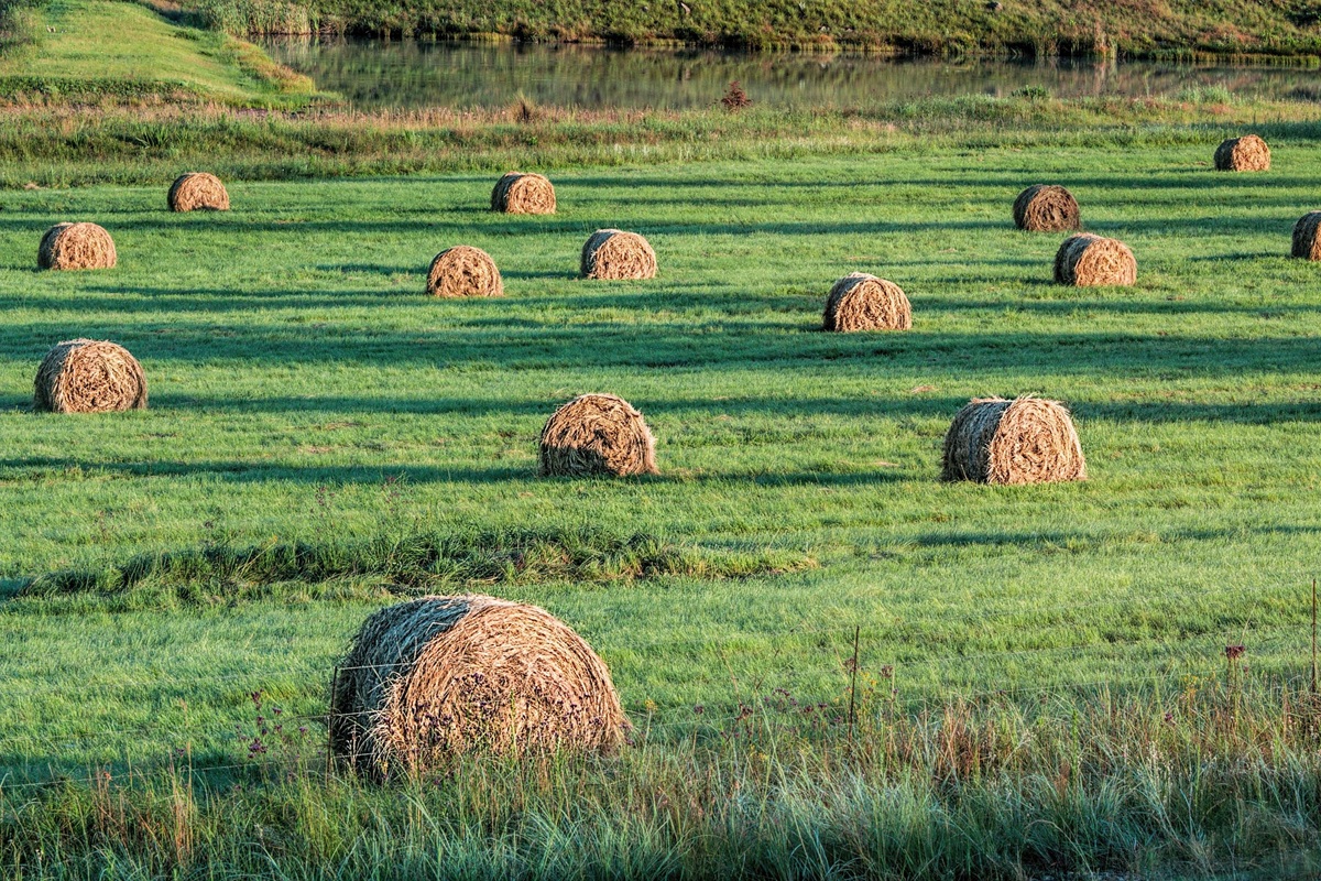 pastos para bovinos