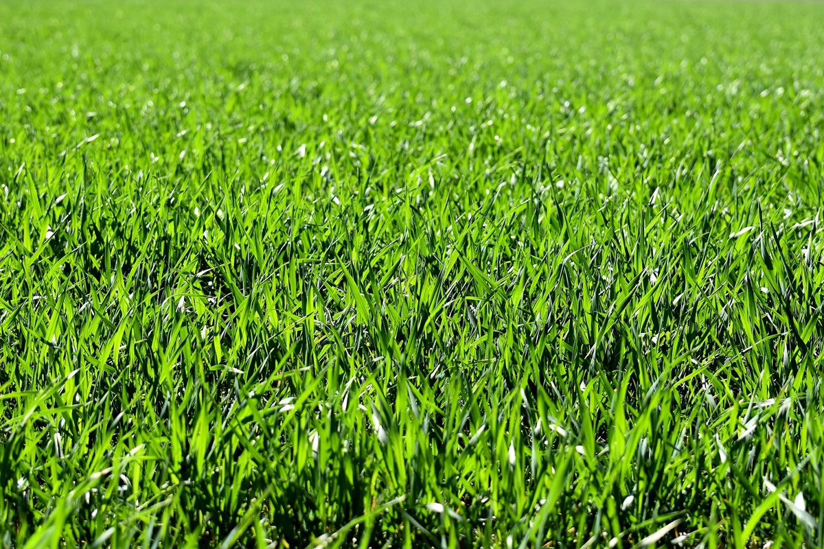 pasto Brachiaria Brizantha cultivo manejo nutrición animal
