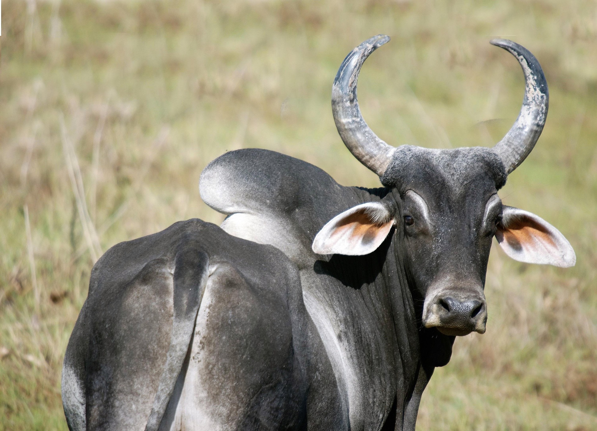 razas cebuinas características y ventajas para producción de carne y leche