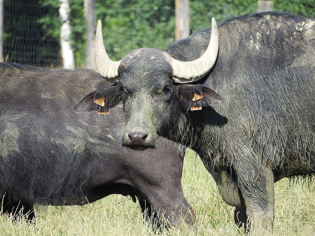 Las 10 Impactantes Razas de Bufalos  para Producción de Leche
